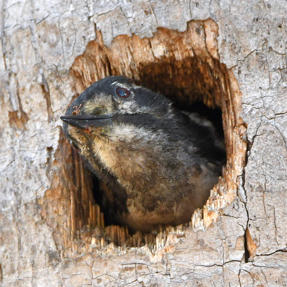 Woodpecker3.jpg