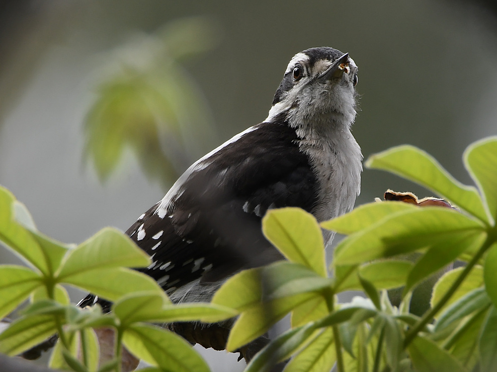 Woodpecker3.jpg