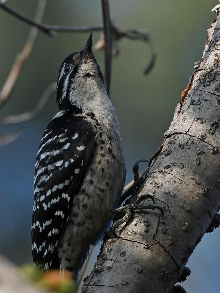 Woodpecker3.jpg