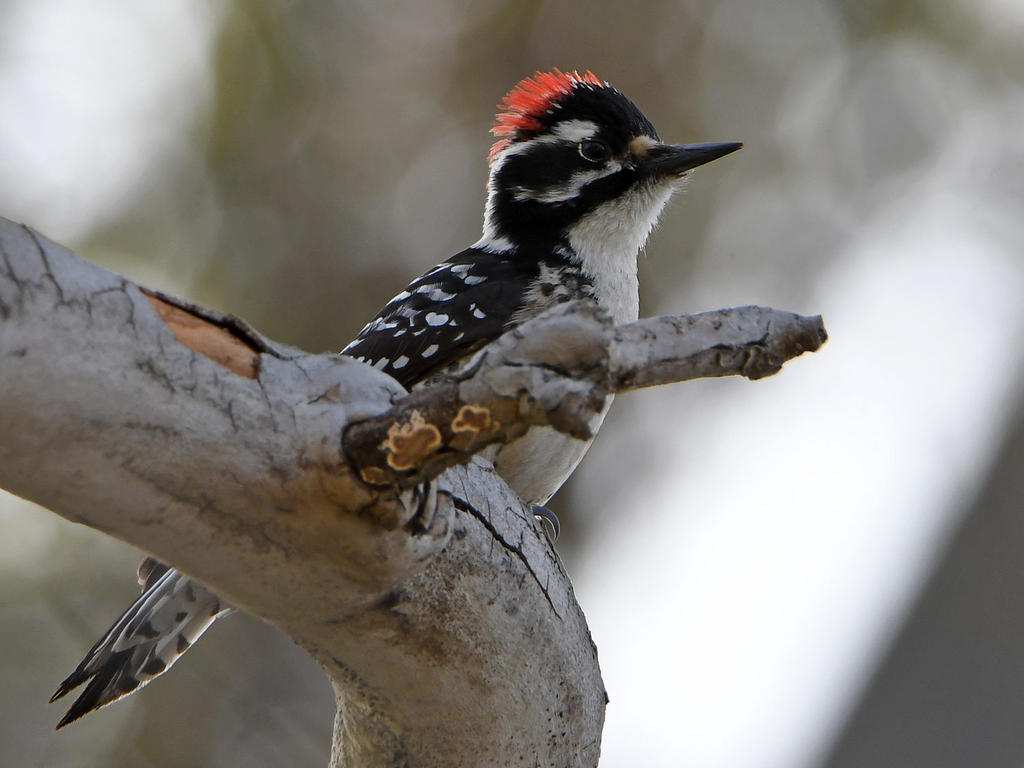 Woodpecker3.jpg