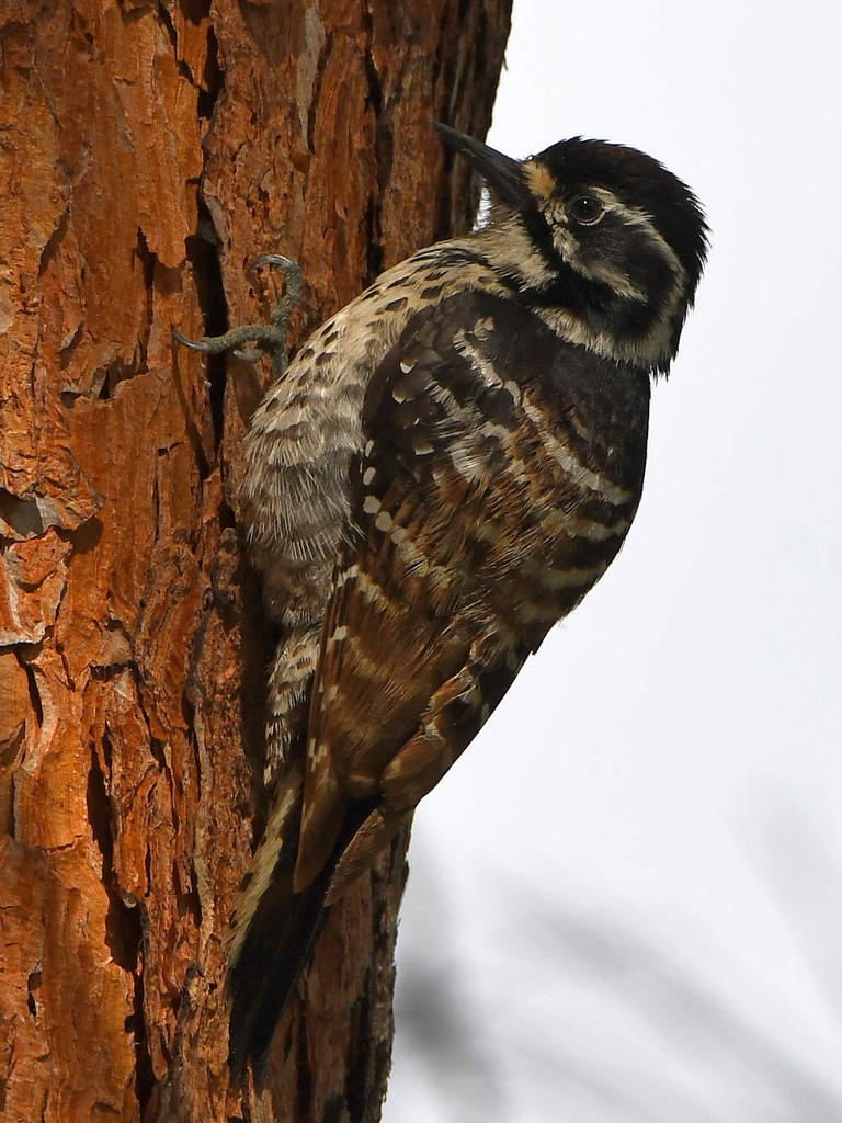 Woodpecker3.jpg