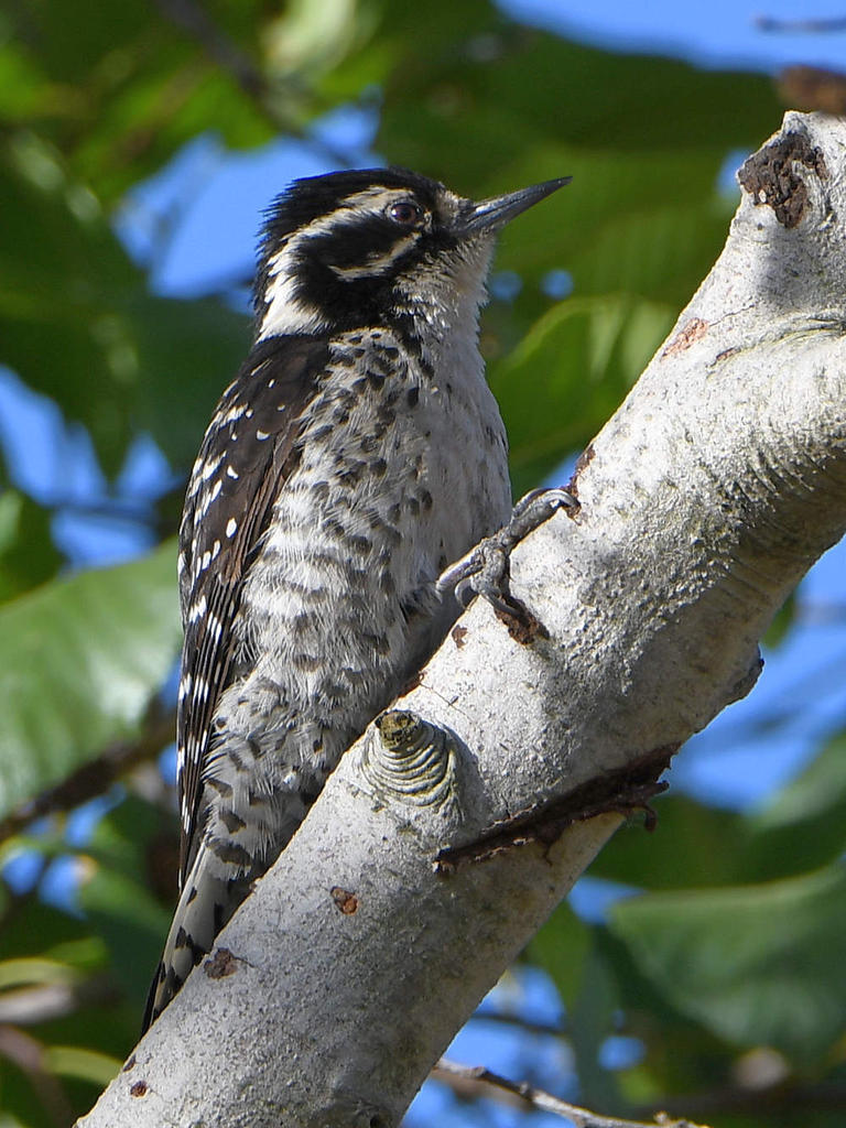 Woodpecker3.jpg