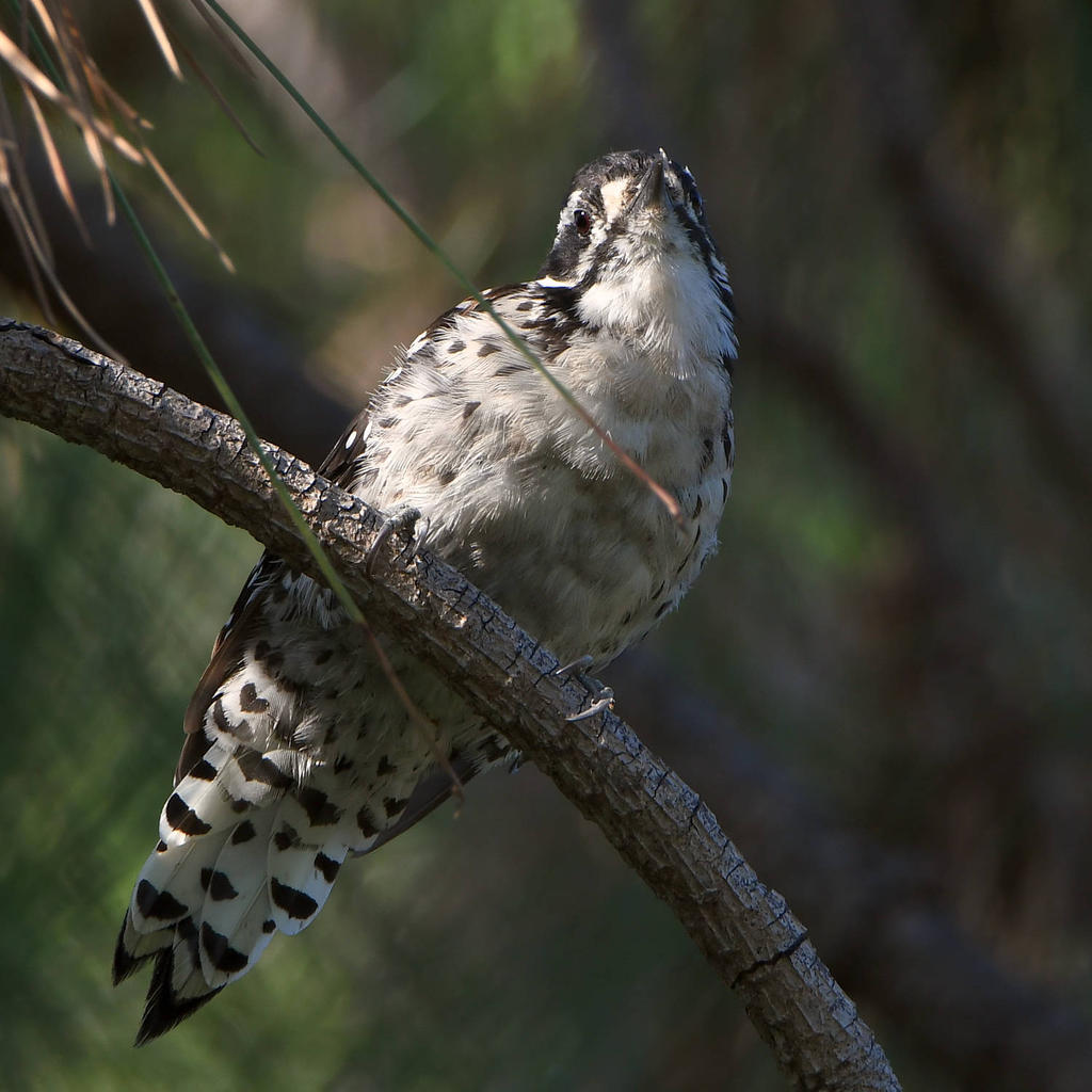 WoodPecker3.jpg