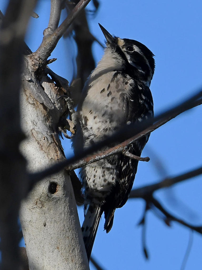 Woodpecker3.jpg