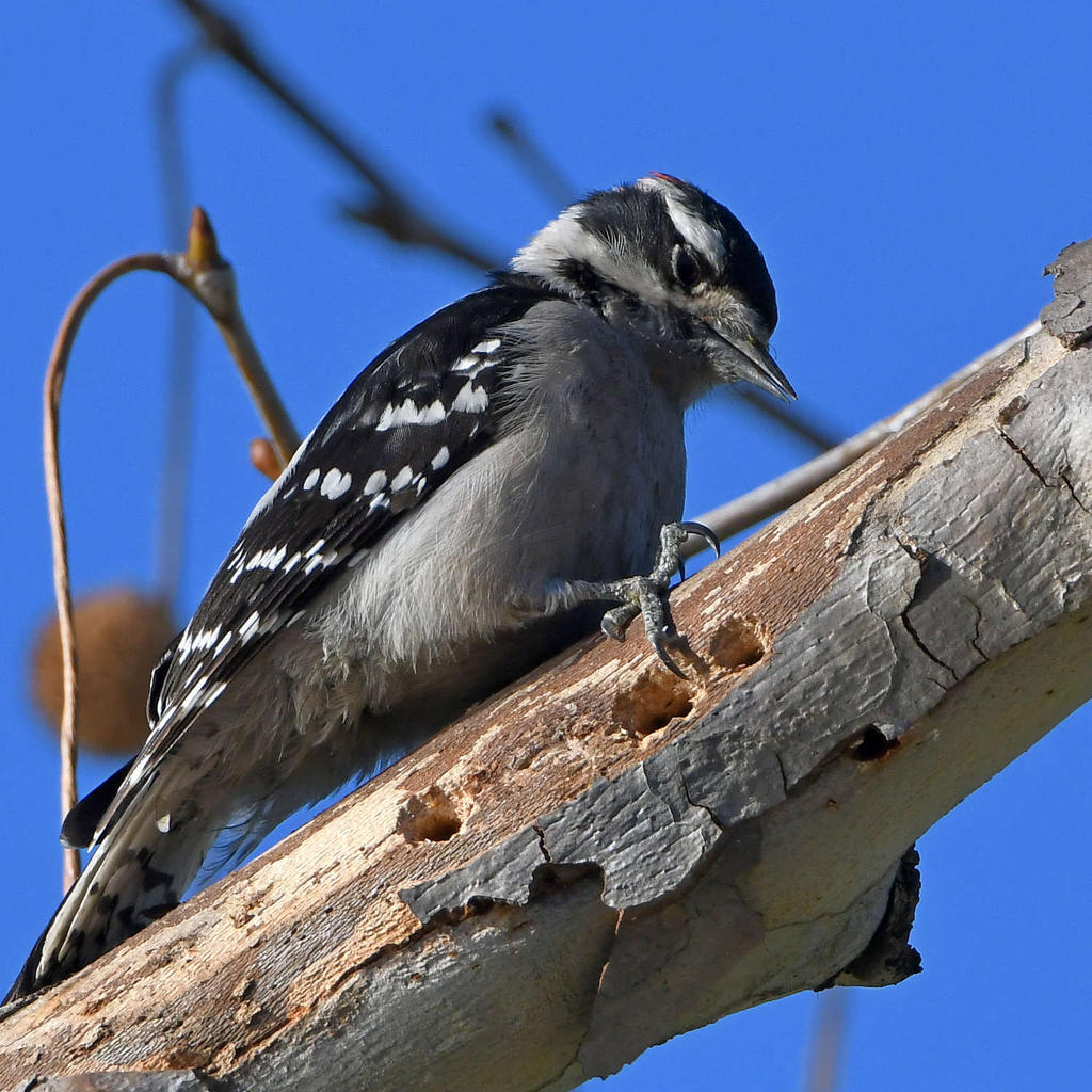 Woodpecker3.jpg