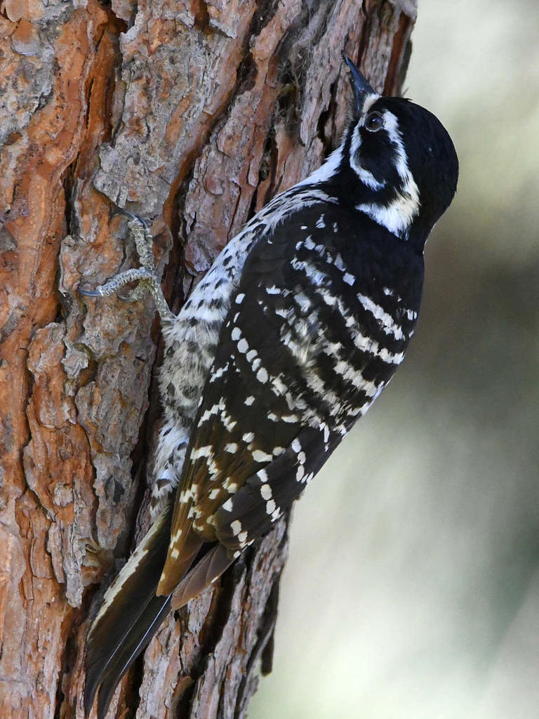 Woodpecker3.jpg