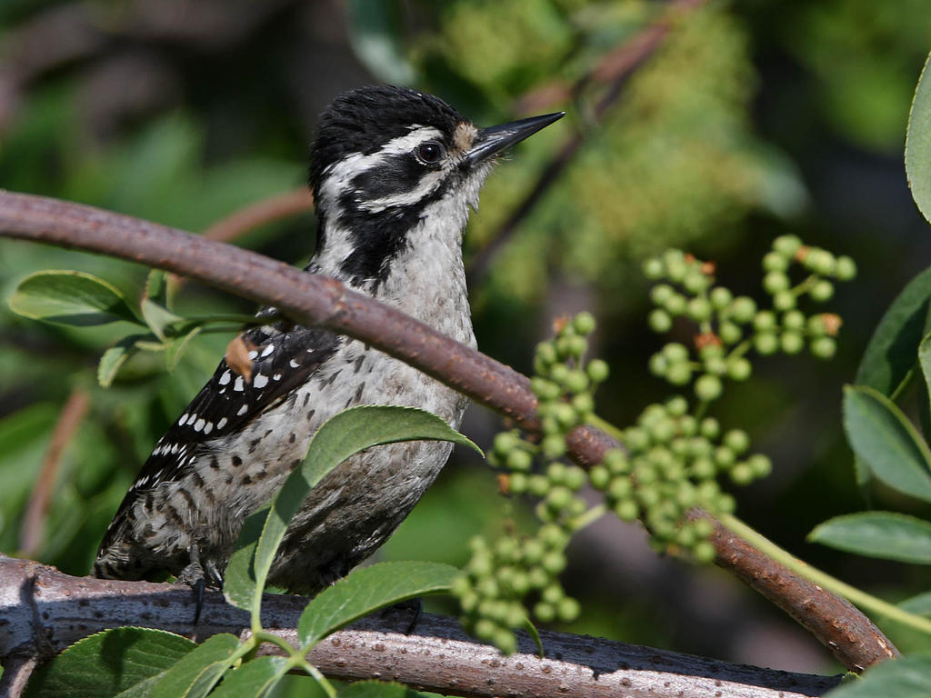 Woodpecker3.jpg