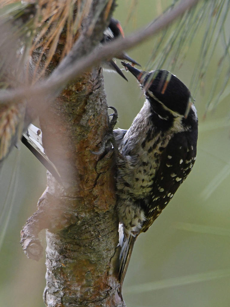 Woodpecker3.jpg