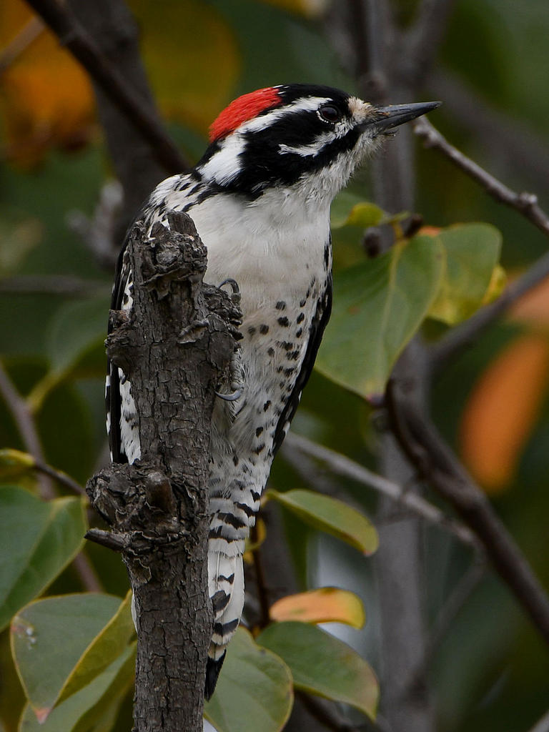 Woodpecker3.jpg