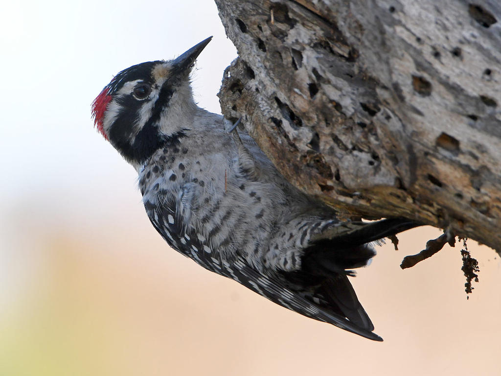 Woodpecker3.jpg