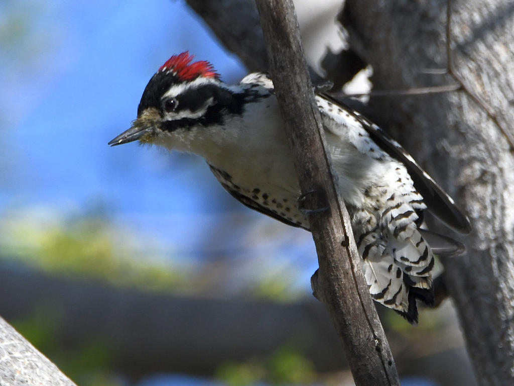 Woodpecker3.jpg