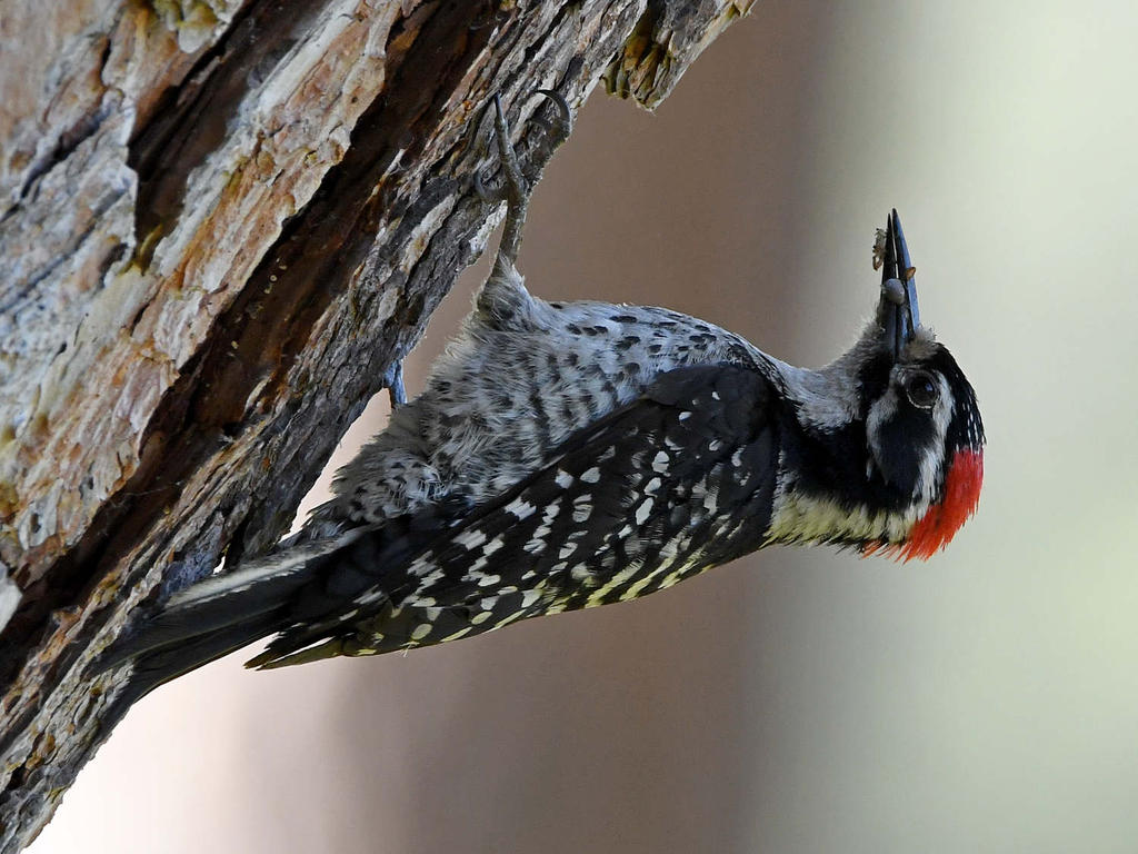 Woodpecker3.jpg