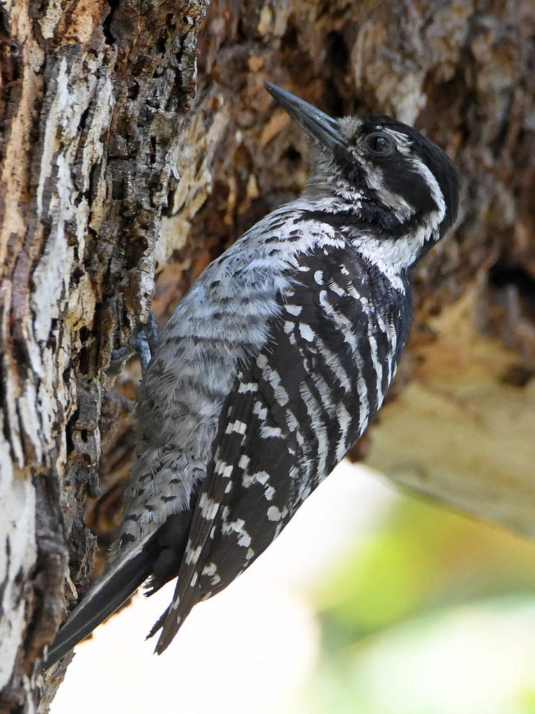 Woodpecker3.jpg