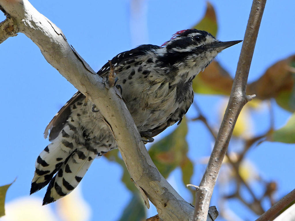 Woodpecker3.jpg