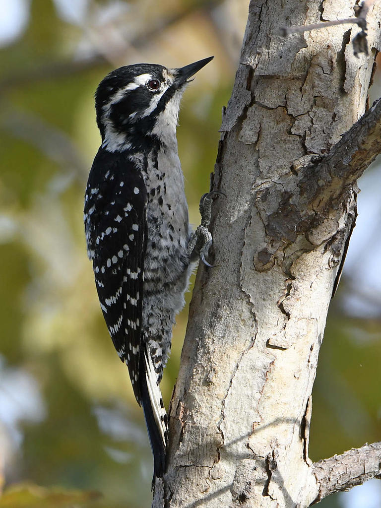 Woodpecker3.jpg