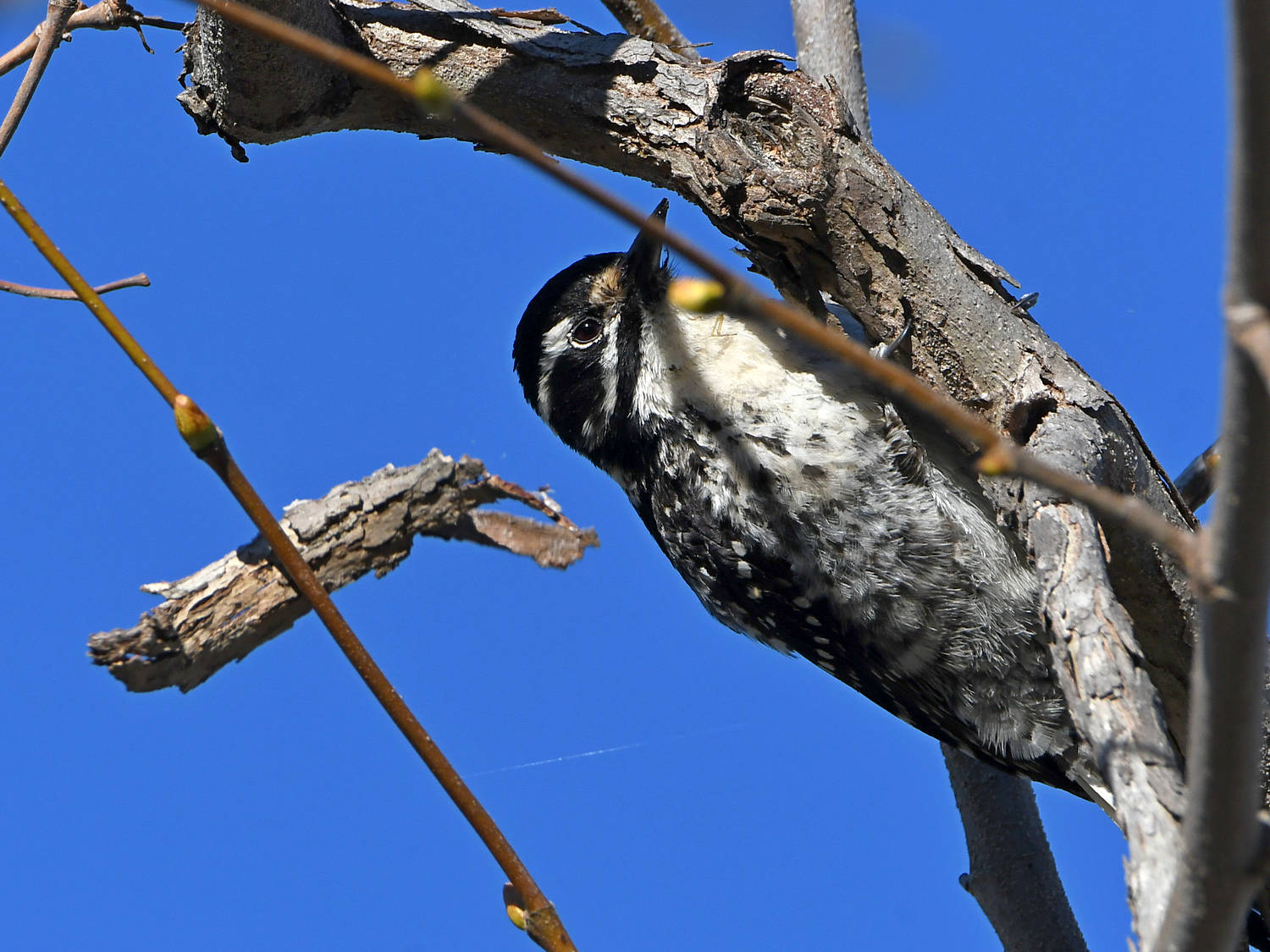 Woodpecker3.jpg
