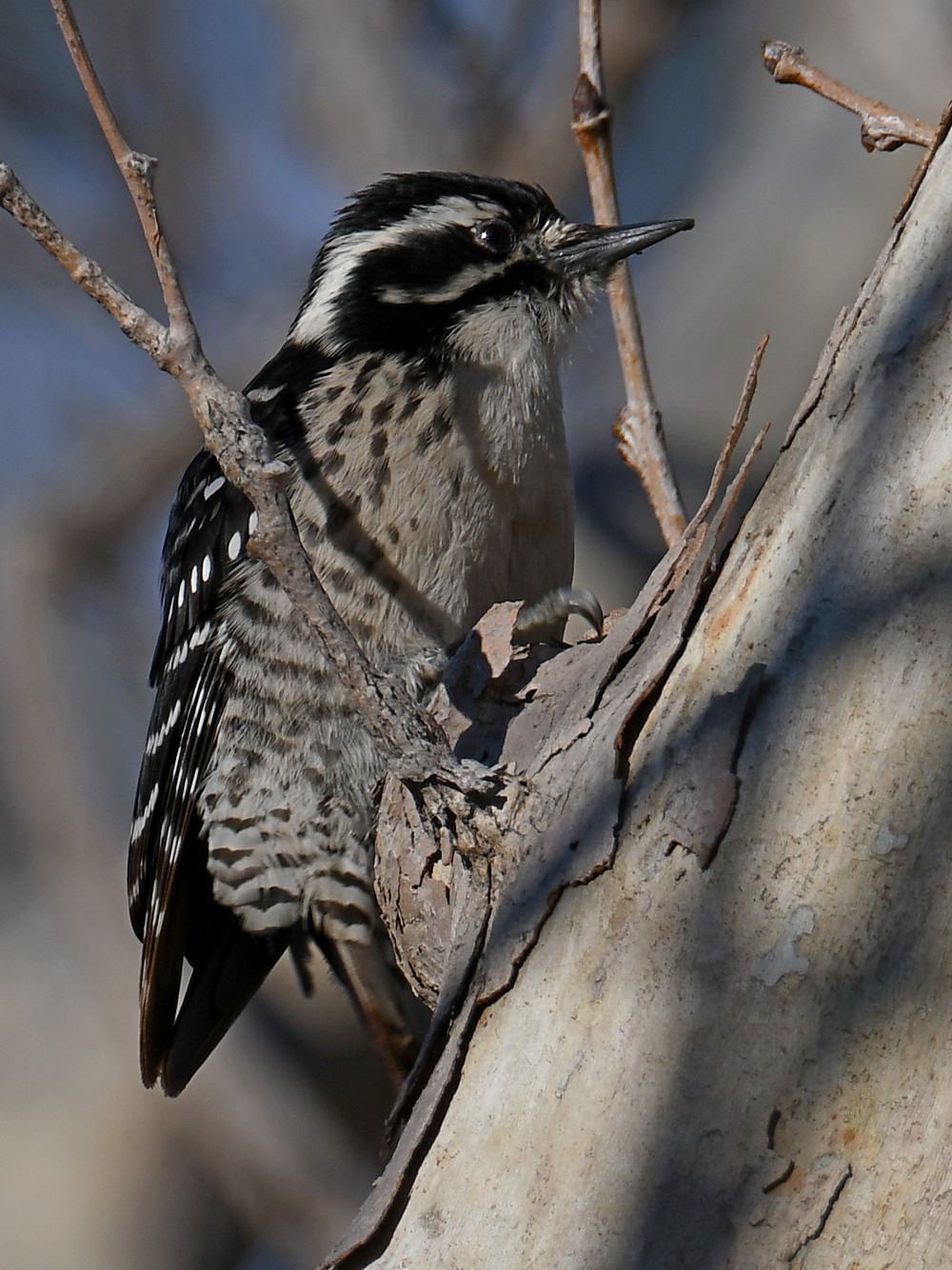 Woodpecker3.jpg