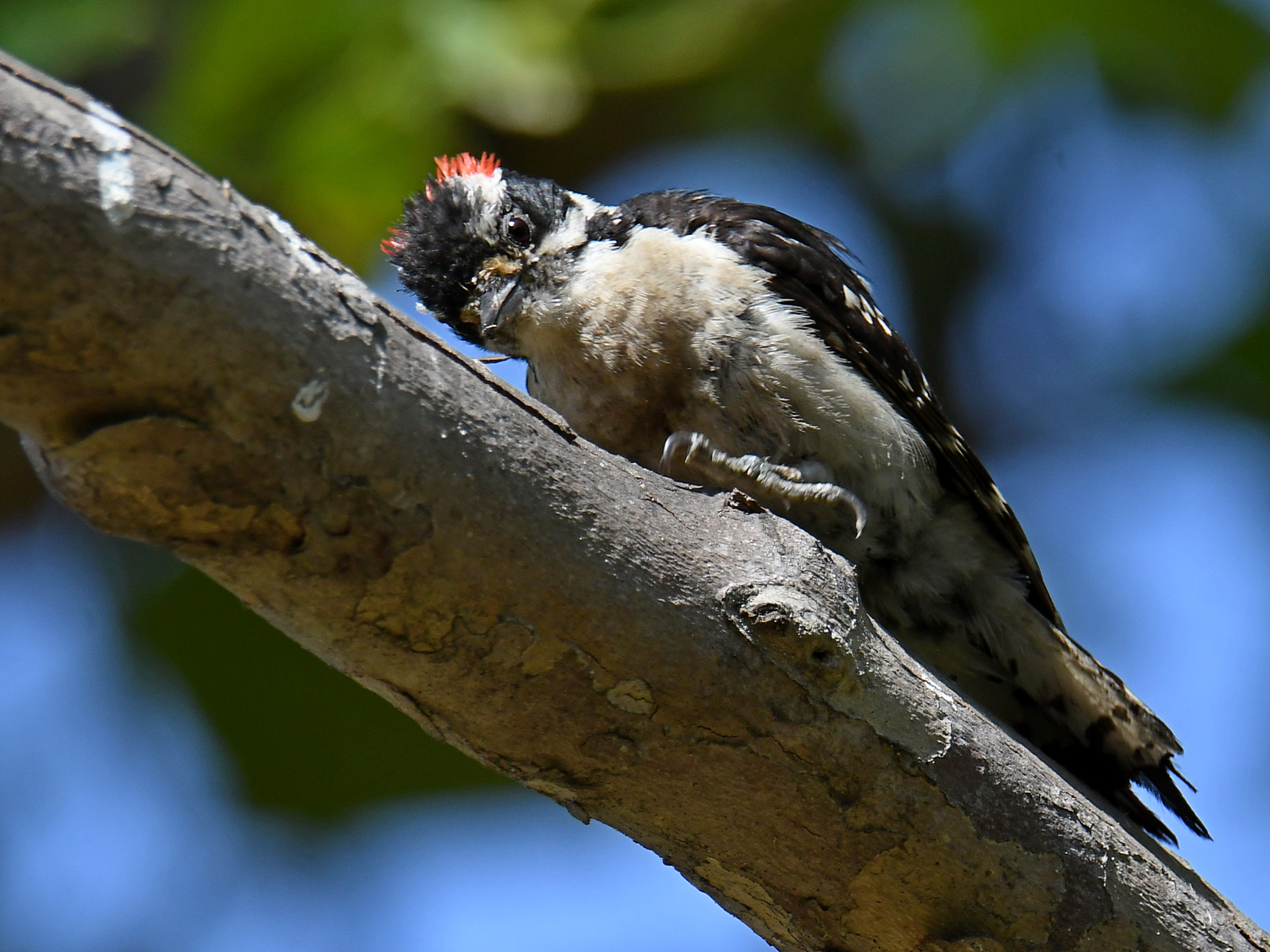 Woodpecker3.jpg