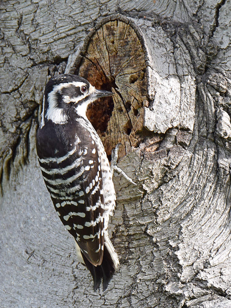 Woodpecker3_2015_03_15.jpg
