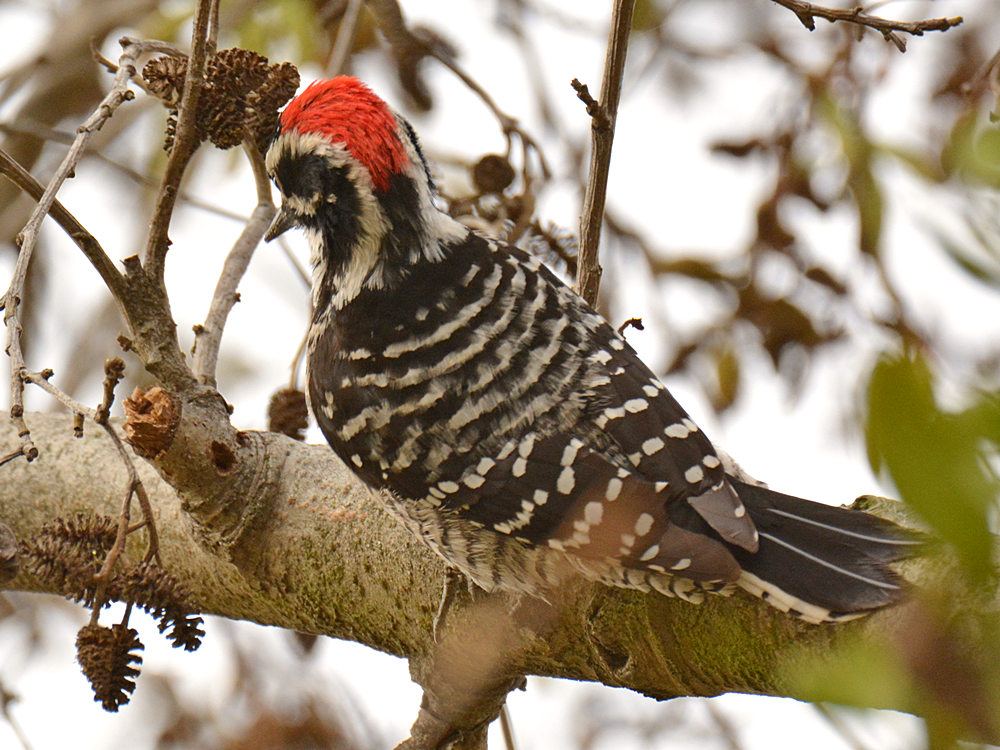 Woodpecker4.jpg