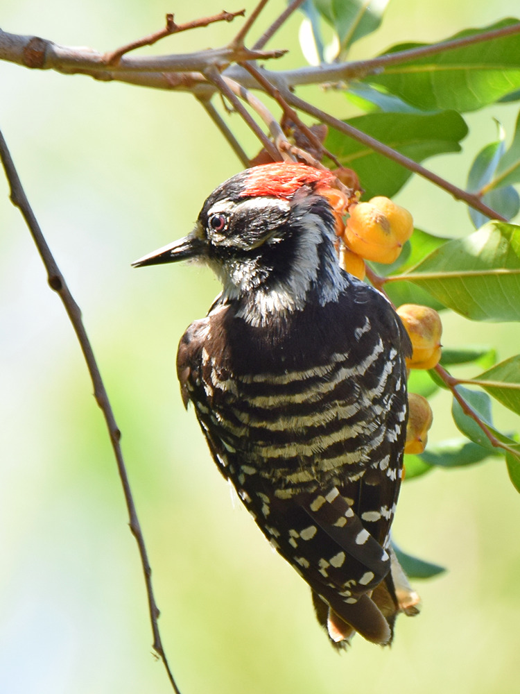 Woodpecker4.jpg