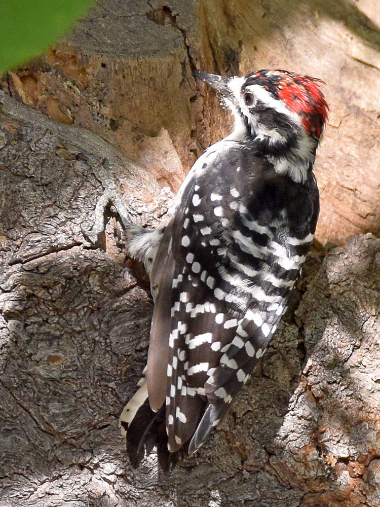 Woodpecker4.jpg