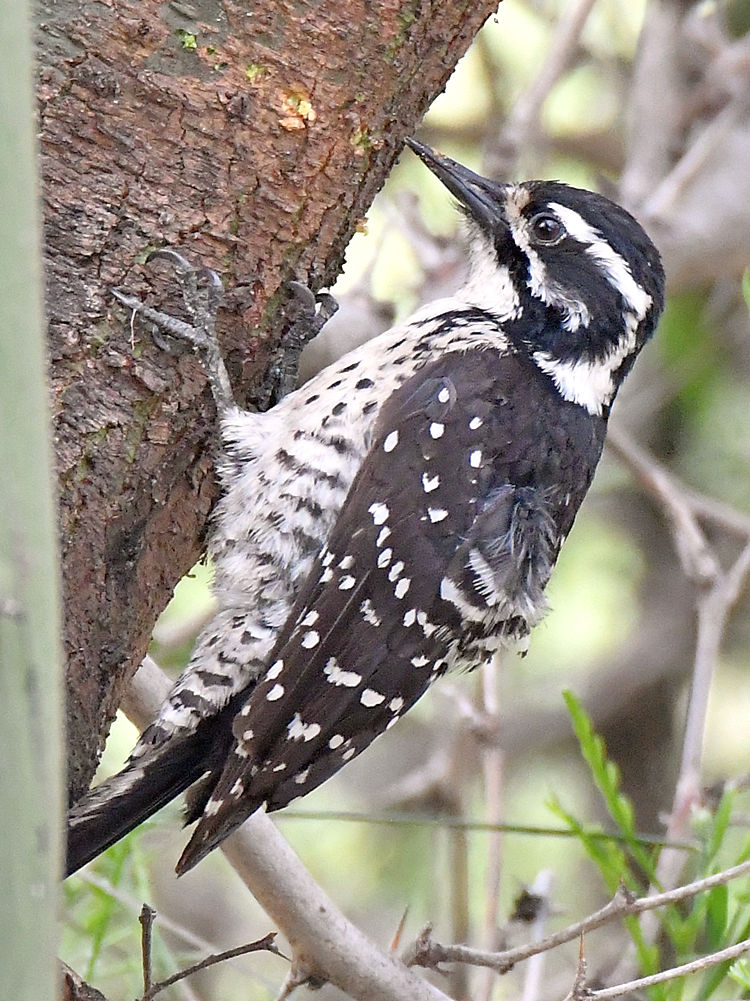 Woodpecker4.jpg