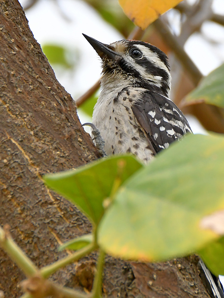 Woodpecker4.jpg