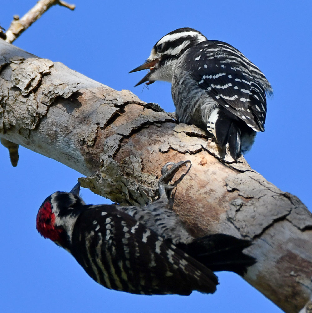 Woodpecker4.jpg