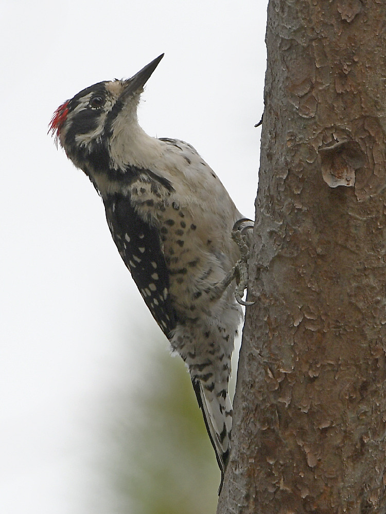 Woodpecker4.jpg