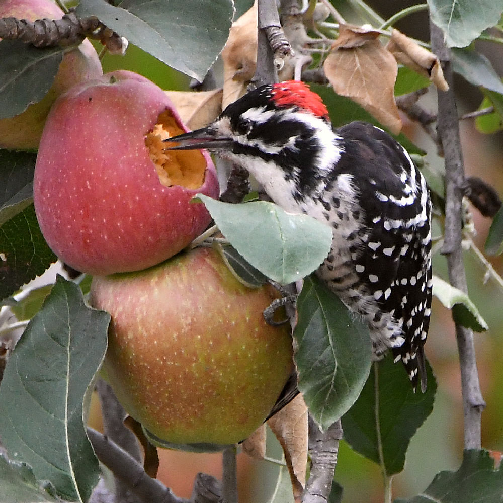 Woodpecker4.jpg