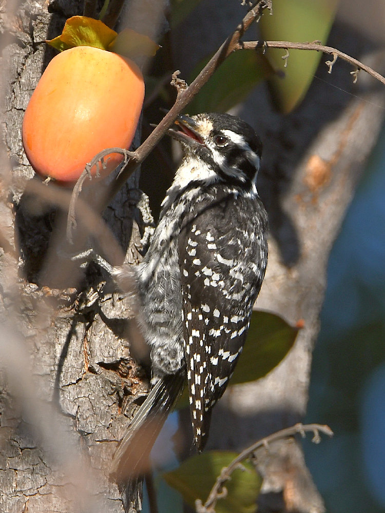 Woodpecker4.jpg