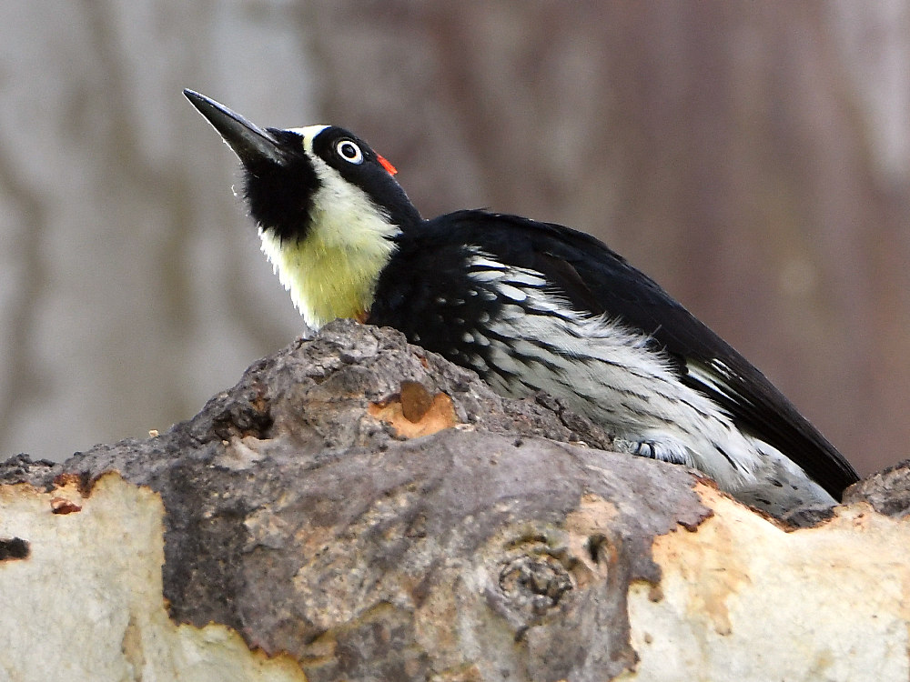 Woodpecker4.jpg