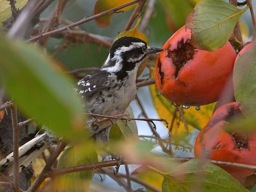 Woodpecker4.jpg