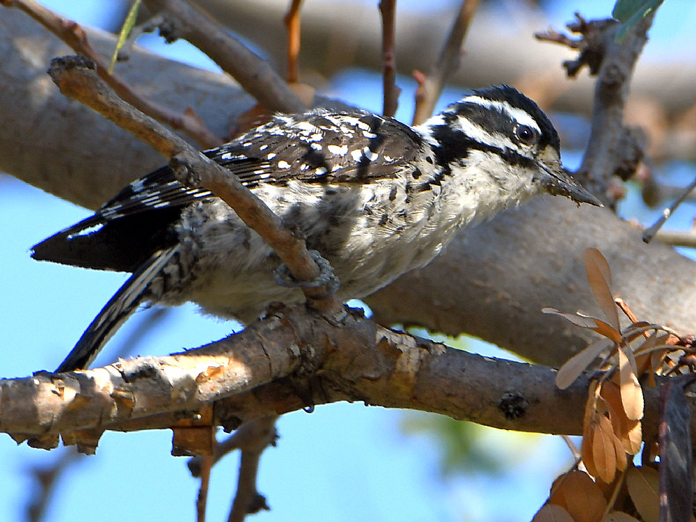 Woodpecker4.jpg