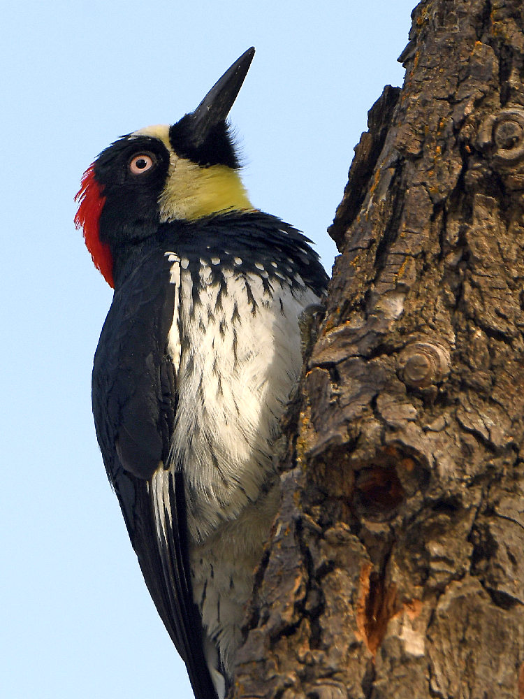 Woodpecker4.jpg