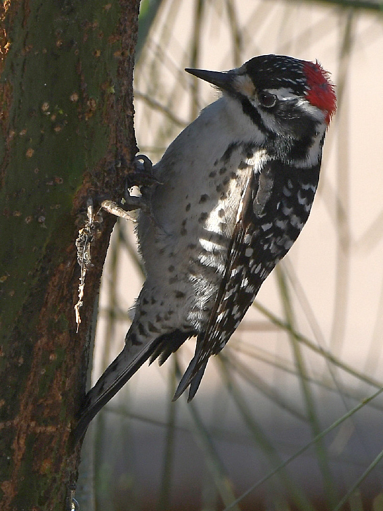 Woodpecker4.jpg