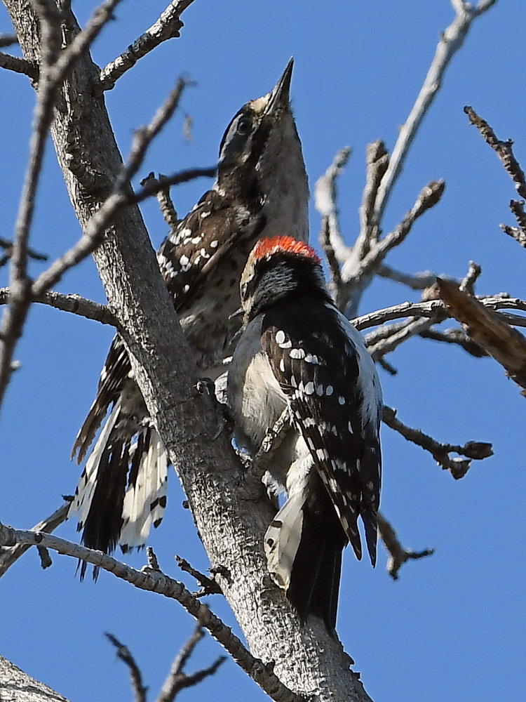 Woodpecker4.jpg