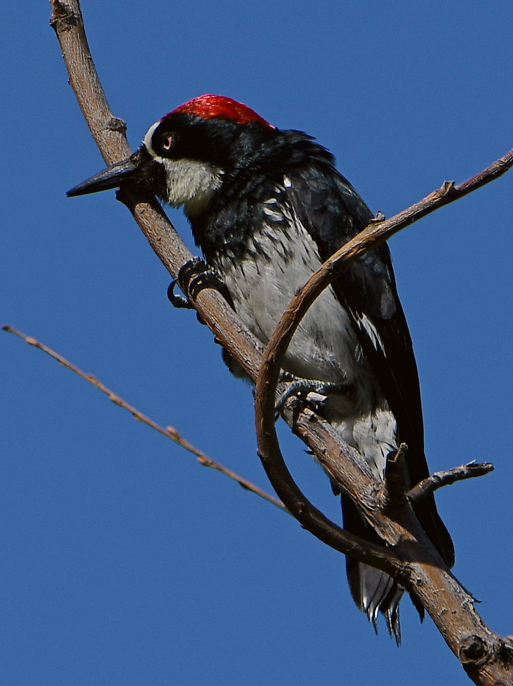 Woodpecker4.jpg