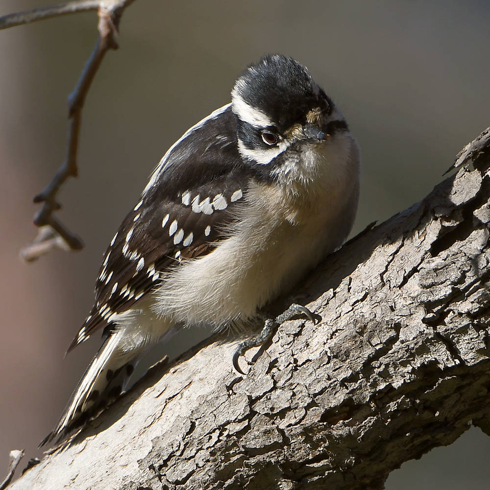 Woodpecker4.jpg