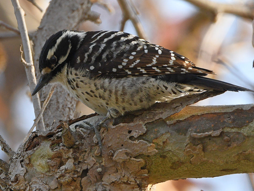 Woodpecker4.jpg