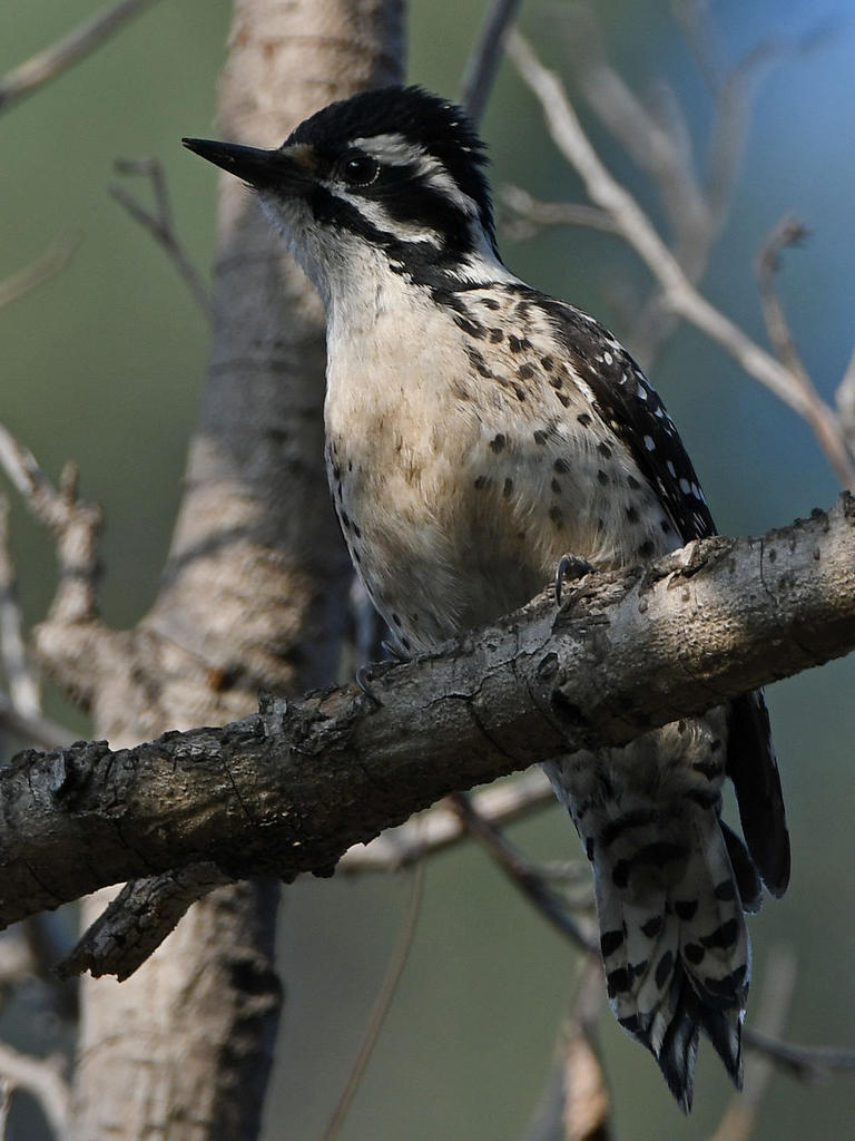 Woodpecker4.jpg