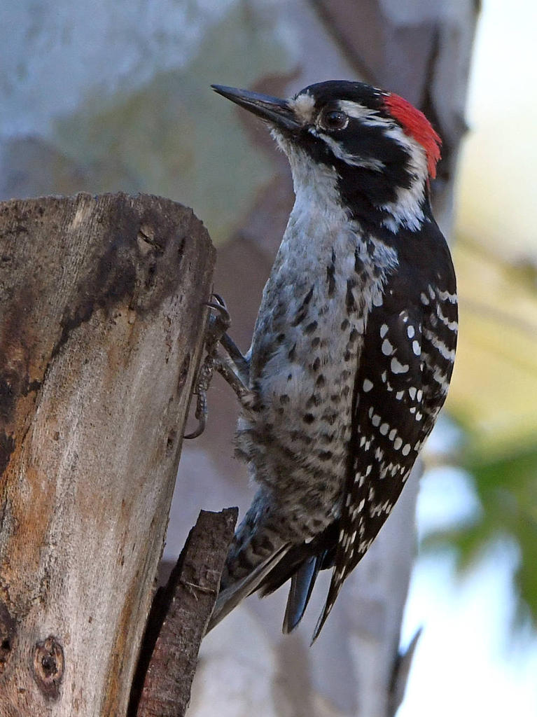 Woodpecker4.jpg