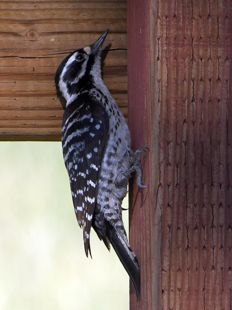 Woodpecker4.jpg