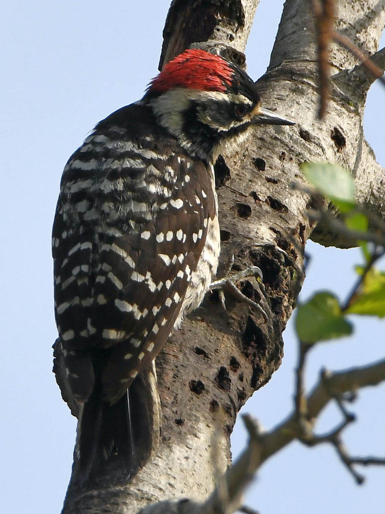 Woodpecker4.jpg