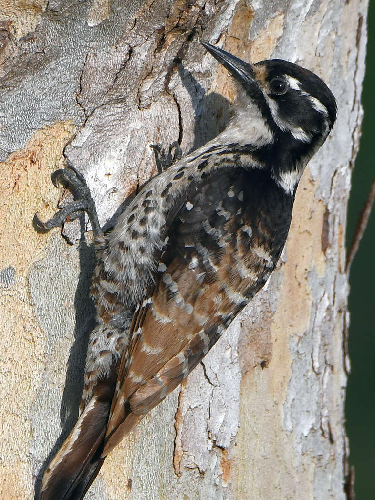 Woodpecker4.jpg
