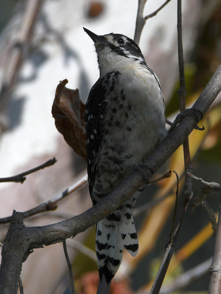 Woodpecker4.jpg