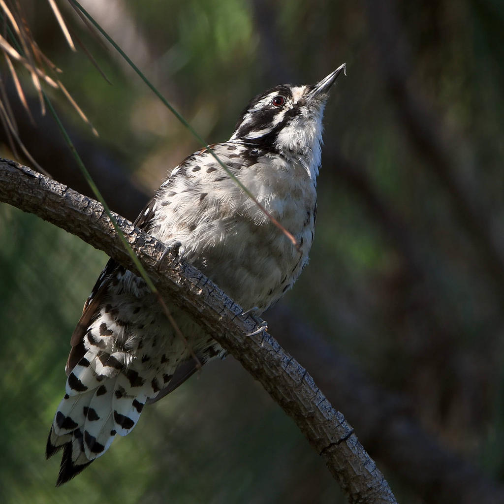 WoodPecker4.jpg