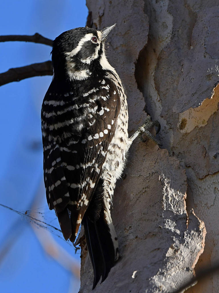 Woodpecker4.jpg