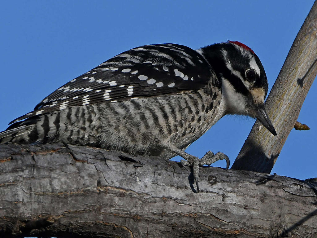 Woodpecker4.jpg
